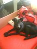 meu hundsche