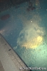 Poolnight